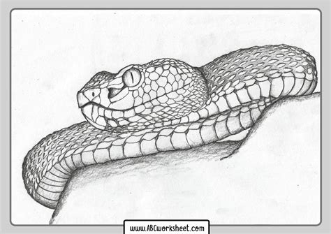 coloring pages  snakes realistic