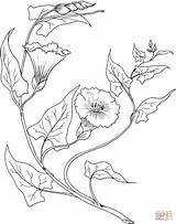 Coloring Bindweed Pages Morning Glory Para Flower Desenho Desenhos Colorir Drawing Embroidery Flowers Designs Template Floral Flores Folhas Flor Pintura sketch template