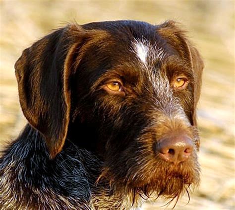 deutsch drahthaar jagdhund bilka vom fengel deutsch drahthaar zwinger