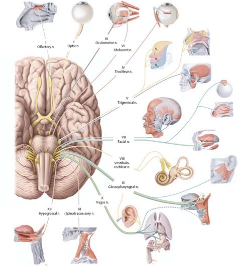 cranial nerves atlas  anatomy