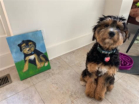 Lacie Posing With Her Portrait Aussiedoodle