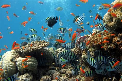 species reside   ocean living water
