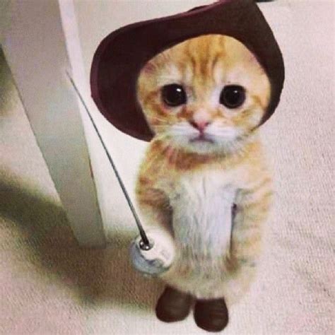 Real Life Puss In Boots Funny Pinterest Dj