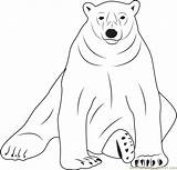 Sloth Coloring Bear Coloringpages101 Bears Printable sketch template
