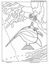 Coloring Fish Sea Angel Printable Seashore Ocean Animal Animals Drawing Colouring Painting Choose Drawings Colouringpages Getdrawings Library Clipart Popular Zentangle sketch template