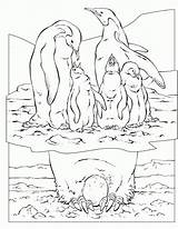 Family Coloring Animal Library Clipart Line Emperor Penguin sketch template