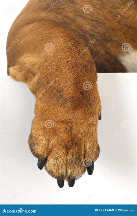 dog paw royalty  stock  image