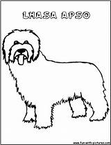 Lhasaapso Apso Lhasa sketch template