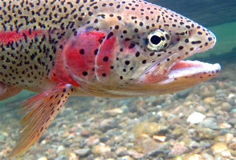 leopard rainbow trout  alaska