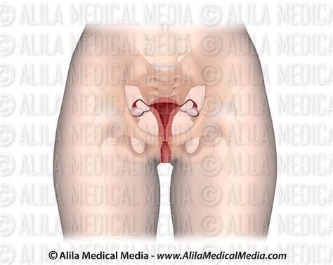 Alila Medical Media Female Reproductive System Unlabeled