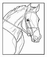 Horse Coloring Pages Horses Head Printable Color Realistic Drawings Print Kids Animal Drawing Adult Dressage Sheets Stronger Books Cartoon Colouring sketch template