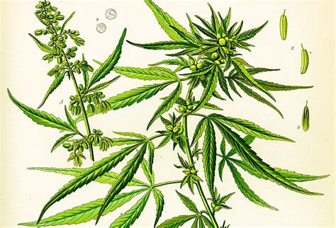 clinicians guide  medical marijuana
