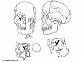 Neck Coloring Pages Head Anatomy Kids Printable sketch template