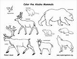 Coloring Mammals Alaska State Alaskan Animals Amphibians Pages Animal Draw Bird Reptiles Habitats Birds Outline Coloringbay Choose Board sketch template