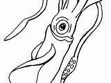 Cuttlefish Coloring Squid sketch template