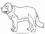 Bernhardiner Hunde Ausmalen sketch template