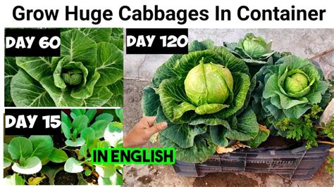 grow huge cabbage  containers growing guide  full update