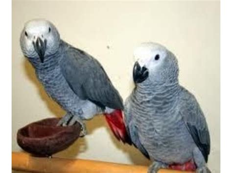 Friendly Male And Female Congo African Grey Parrots
