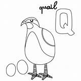Quail Coloring Pages Animal Alphabet Printable sketch template