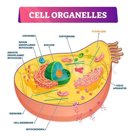 cell organelles biological anatomy stock vector colourbox