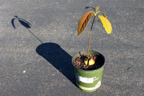 Seedling Avocado Tree In Container Greg Alders Yard Posts Food