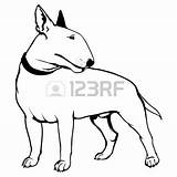 Terrier Bull Drawing Guard Airedale Vector Clipart Cartoon Getdrawings Shutterstock Clipartmag Logo sketch template