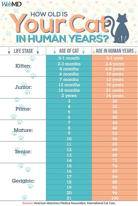 pin by brittany buck on infographics fun facts about cats cat ages