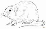 Rat Coloring Pages Rats Cute Drawing Realistic Printable Outline Color Print Draw Getdrawings Getcolorings Mammals Medium sketch template