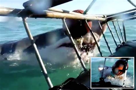 Massive Great White Shark Charges At Screaming Tourists In