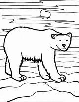 Hunt Bear Arctic Animals Polar Hungry Coloring Night sketch template
