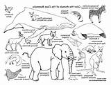 Mammal Mammals sketch template