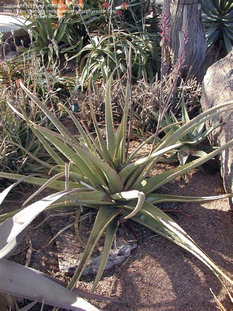 Plantfiles Pictures Aloe Species Aloe Rigens By