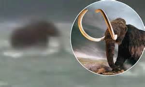 proof   prehistoric elephant alive  remote russia