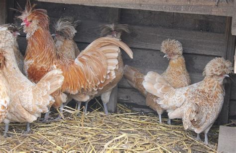 12 Buff Laced Polish Bantam Chicken Hatching Eggs