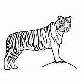 Tiger Coloring Pages Printable Kids Color Tigers Animals sketch template