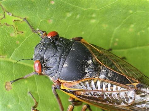 Cicada Invasion On The Way As Insects With Bulging Red Eyes Crawl Out