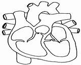Coloring Pages System Getdrawings Cardiovascular Circulatory sketch template