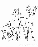Coloring Deer Pages Wild Animal Family Animals Colouring Honkingdonkey Kids sketch template