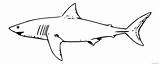 Great Shark Coloring4free Coloring Pages Printable Clip Related Posts sketch template