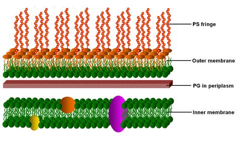 bacterial cell envelope