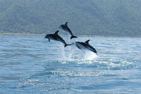 places  swim  dolphins   zealand