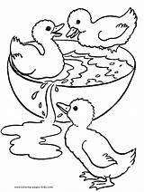 Duck Coloring Pages Ducks Color Printable Animal Animaux Realistic Kids Coloriage Ducklings Little Sheets Dessin Three Print Imprimer Ligne Mallard sketch template