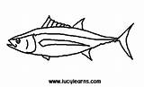 Tuna Clipart Coloring Fish Bigeye Clip Drawings 36kb 295px Clipground 20clipart sketch template