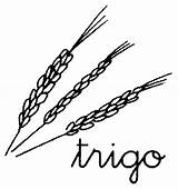 Trigo Espigas Arroz Cereales Pintarlo sketch template