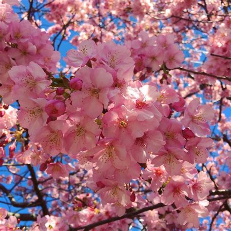 cherry blossom season in japan is beautiful 6 pics