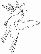 Pigeon Doves Tauben sketch template