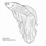 Fish Betta Coloring Color Drawings Pages Line Beta Drawing Sketch Own Fighting Siamese Tattoo Printable Tropical Draw Getcolorings Male Designlooter sketch template