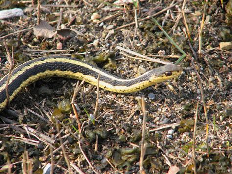 fileeastern garter snakejpg wikimedia commons