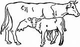 Cow Coloring Pages Cute Beef Baby Cows Calf sketch template