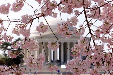 Festival Officials Predict Best Dates To See Dc Cherry Blossoms Wtop News